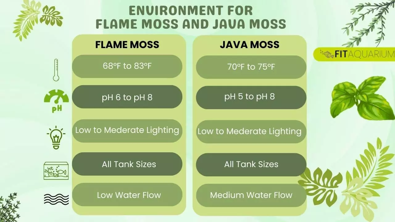 Environment comparison for flame moss and java moss