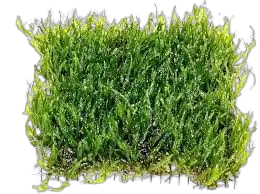 Flame moss product