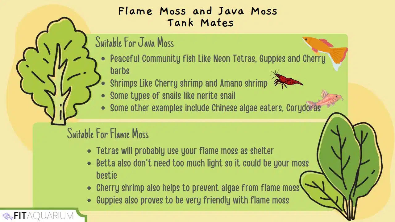 Suitable tank mates for flame moss and java moss