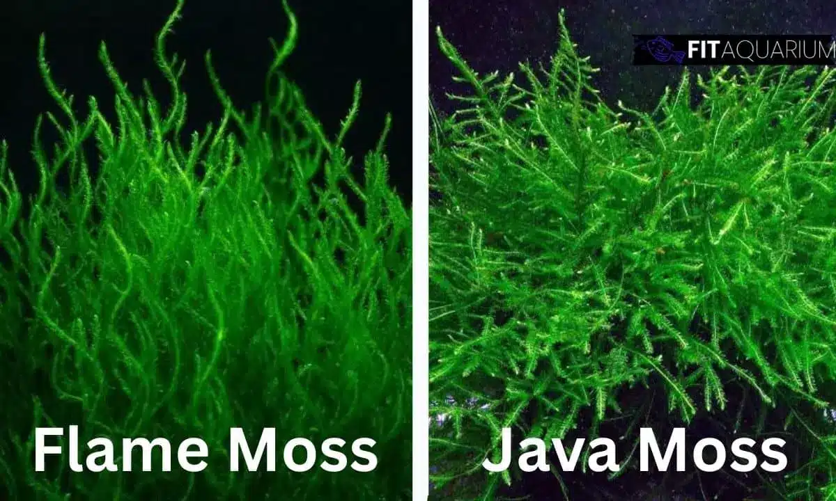 Shape and color of flame moss vs java moss