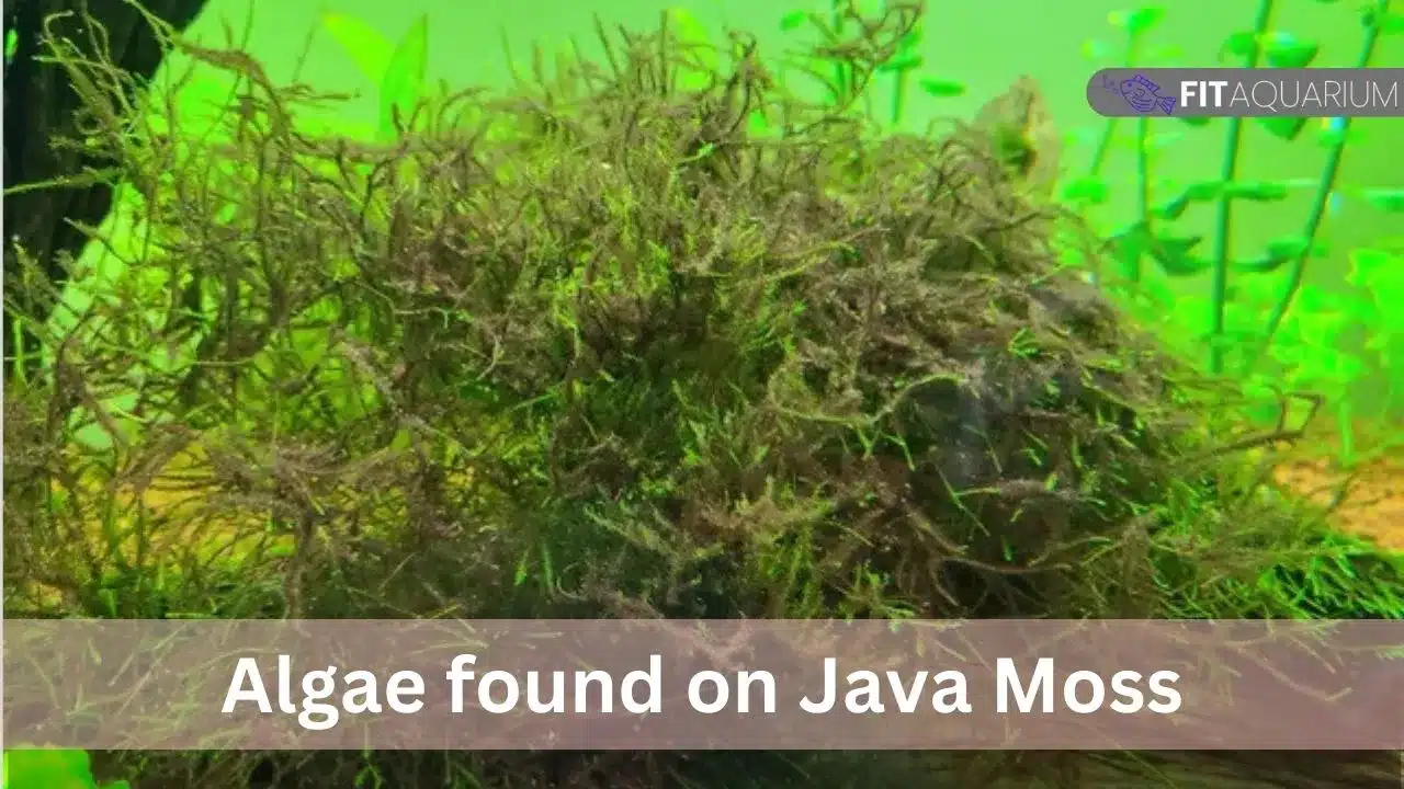 Algae growth on java moss