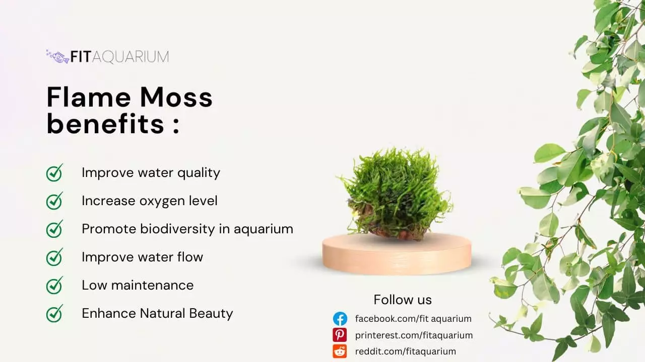 Benefits of flame moss