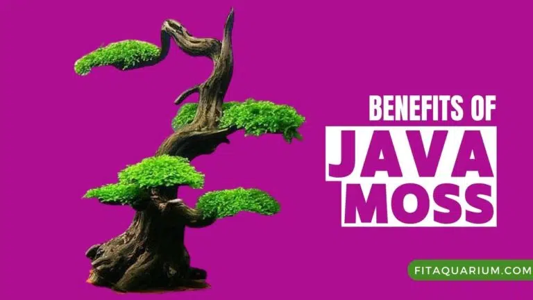 Benefits of Java Moss