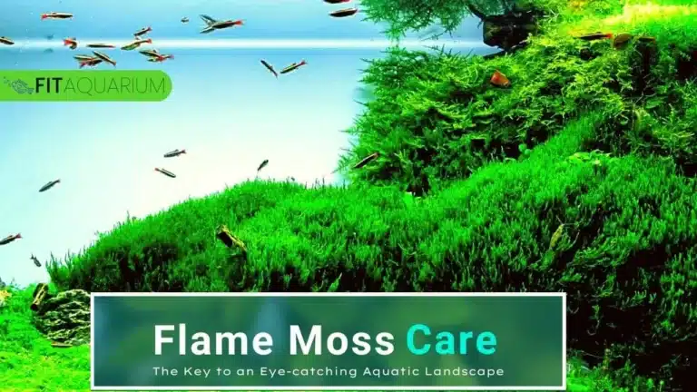 Flame Moss Care