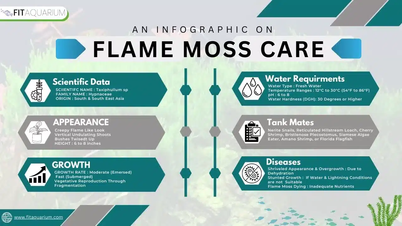 Flame moss care infographic by fitaquarium