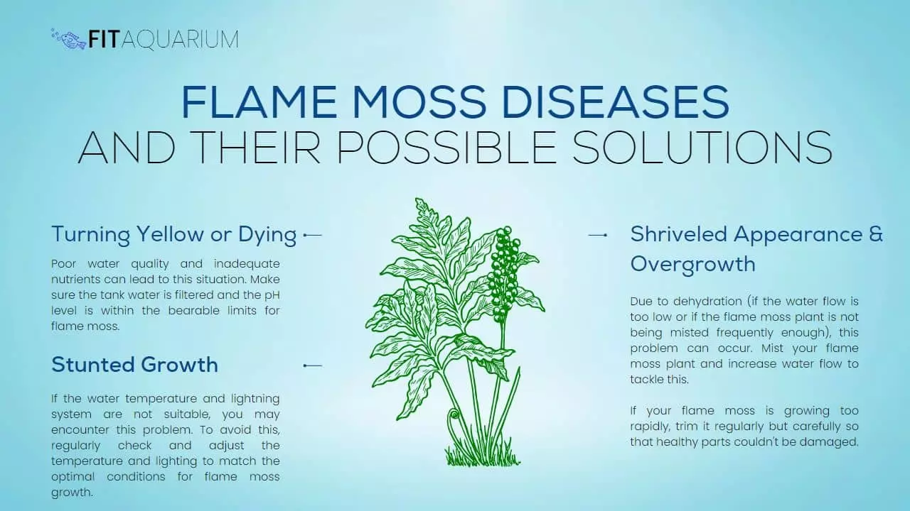 Flame moss diseases and their possible solutions