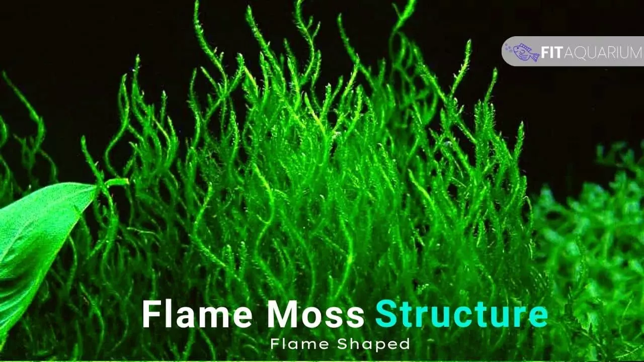 Flame moss structure - flame shaped