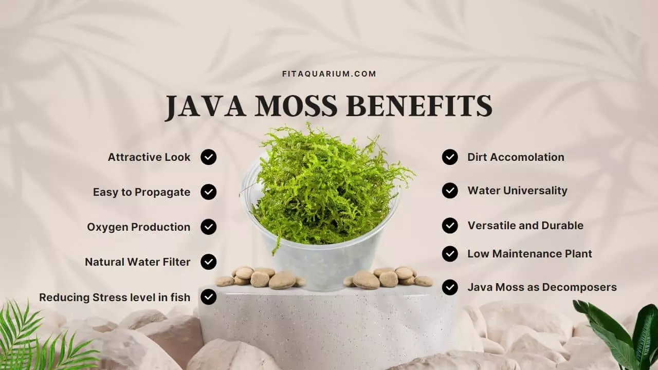 How beneficial java moss is