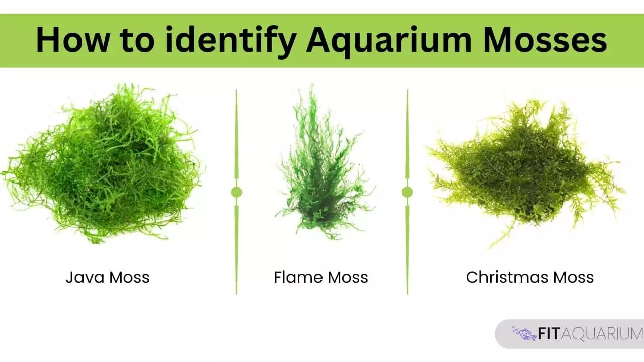 How to identify java moss