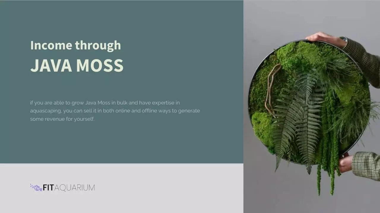 Income through java moss