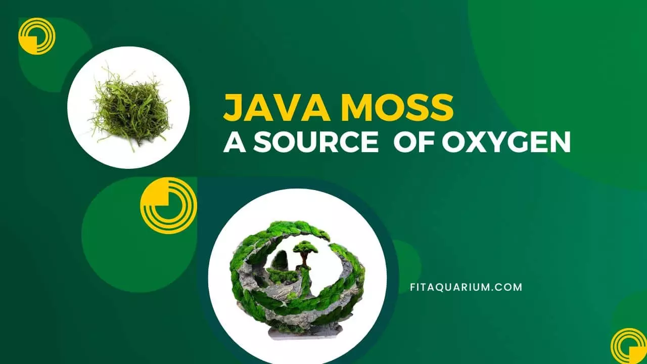 Java moss - a source of oxygen