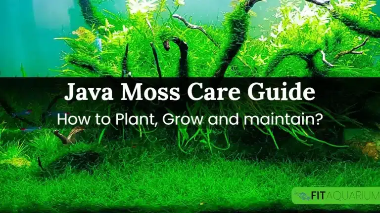 Java Moss Care