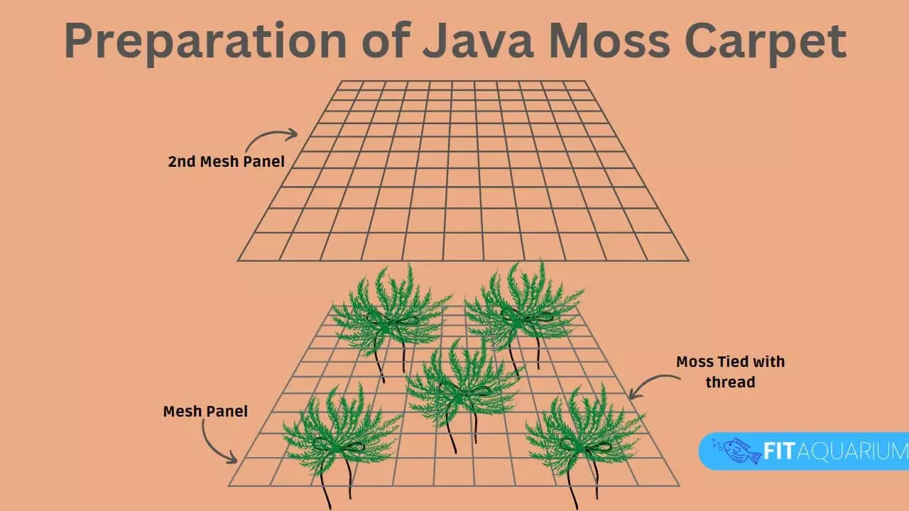 How to grow java moss carpet?