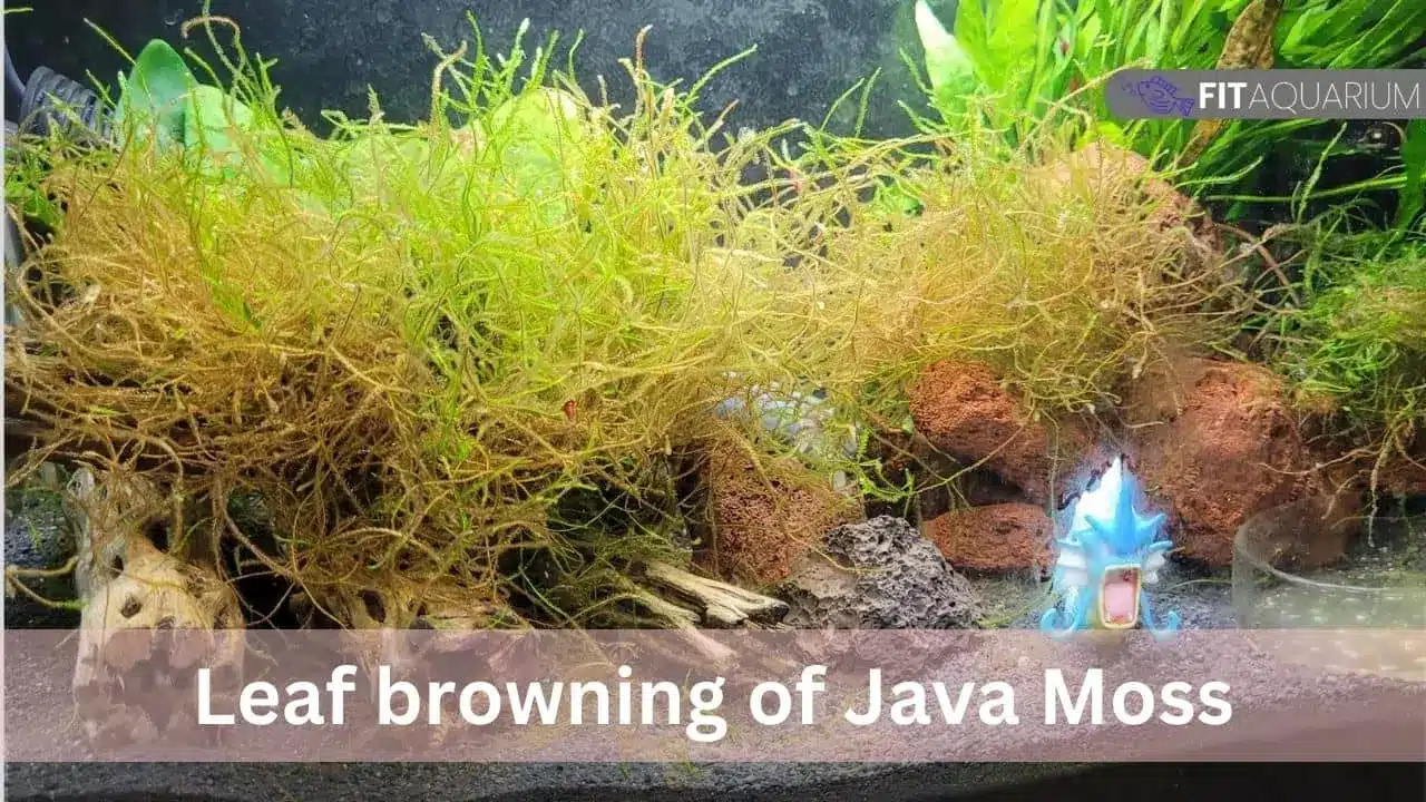 Java moss dying off