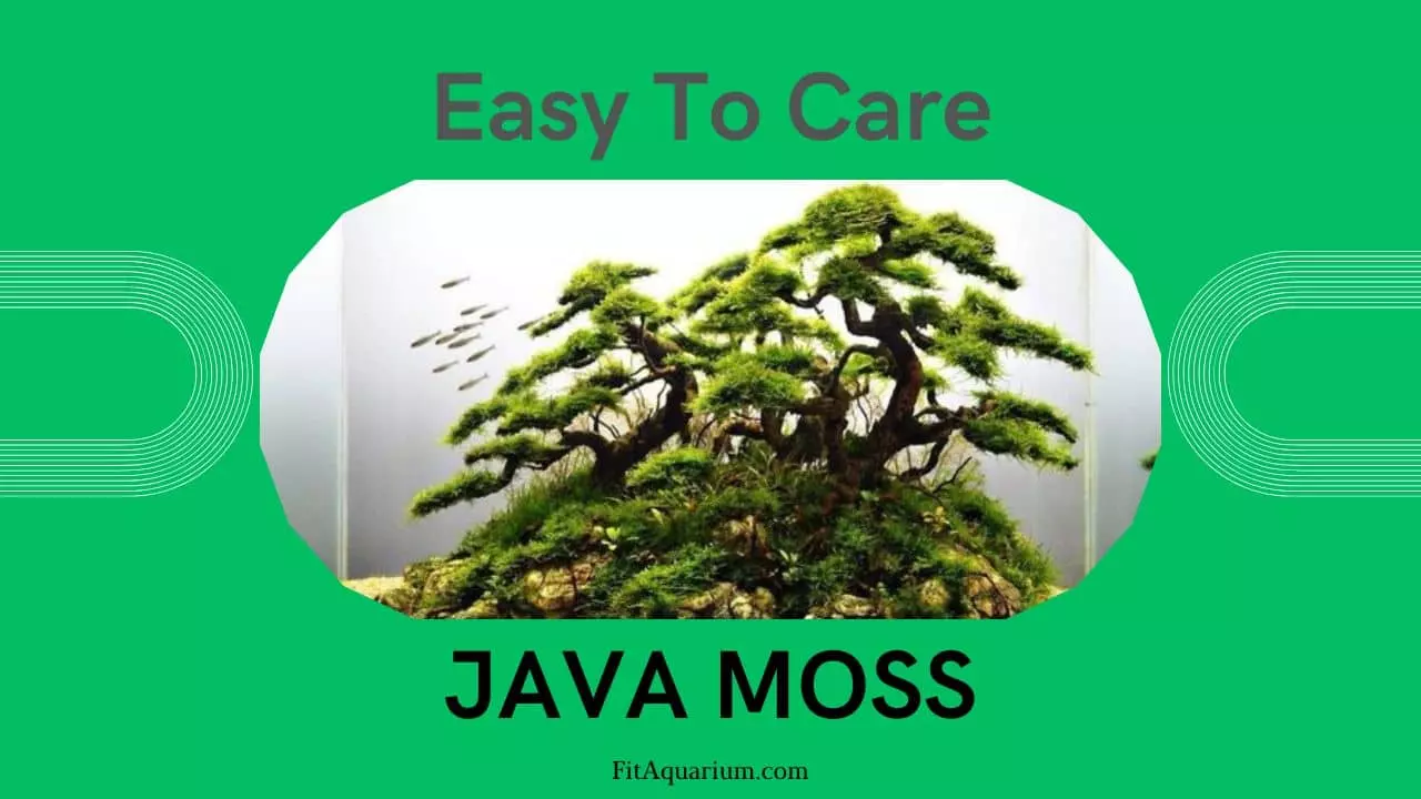 Java moss - easy to care