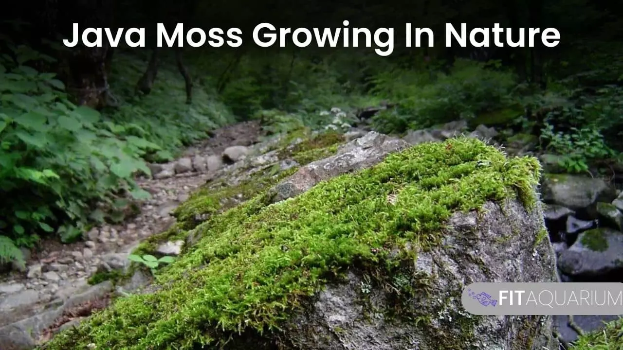 Java moss growing naturally
