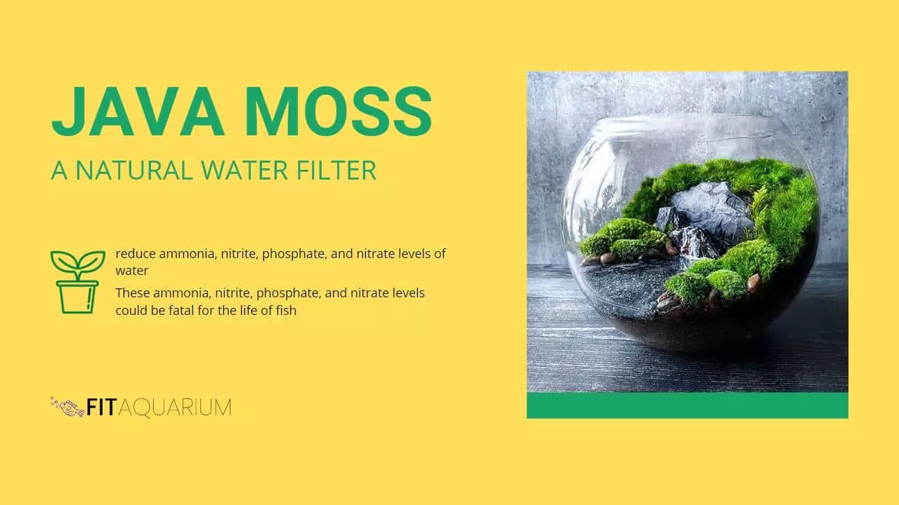 Java moss - natural water filter
