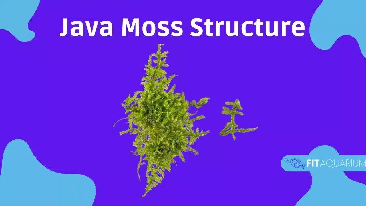 Java moss structure