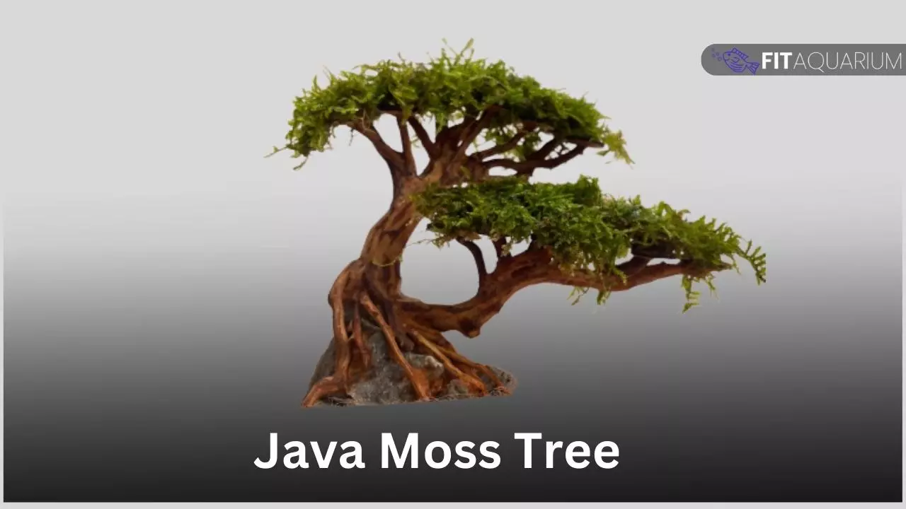 Java moss tree