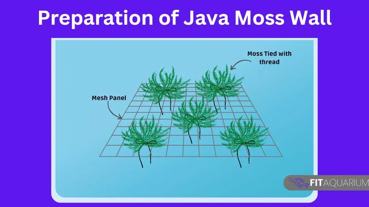 How to grow java moss wall