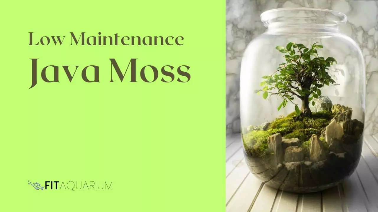 Low maintenance java moss