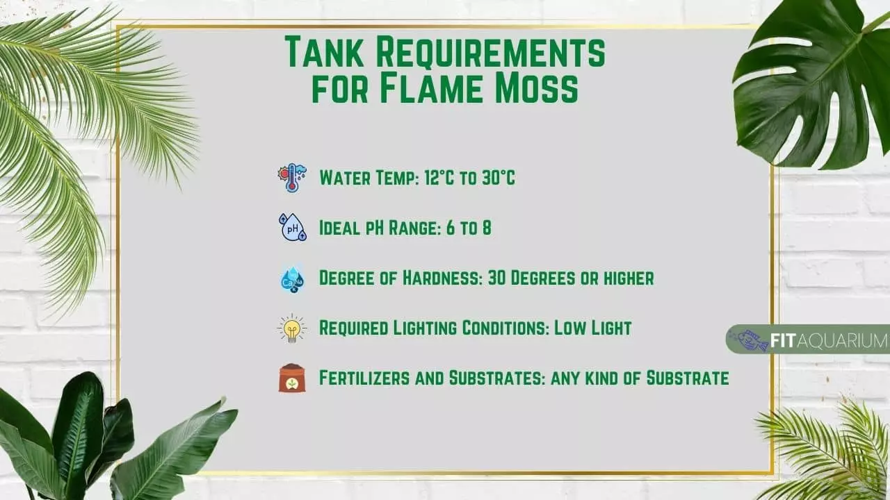 Tank requirements for flame moss