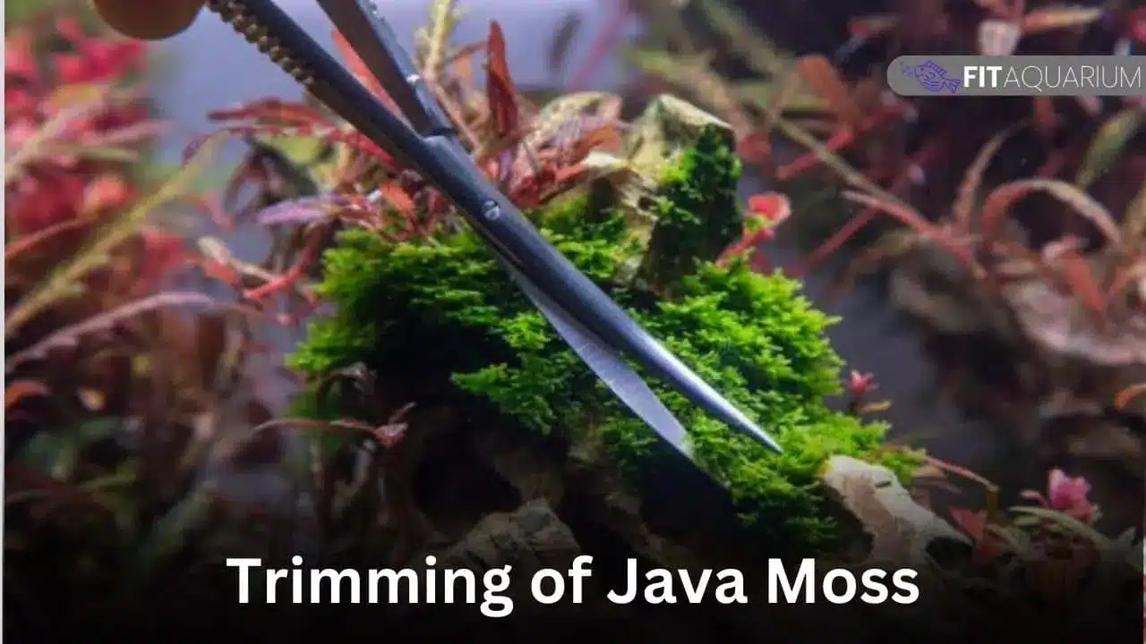 Trimming and cutting of java moss