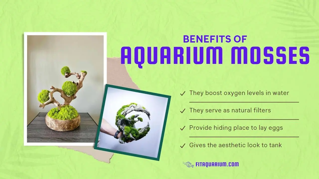 Benefits of aquarium mosses