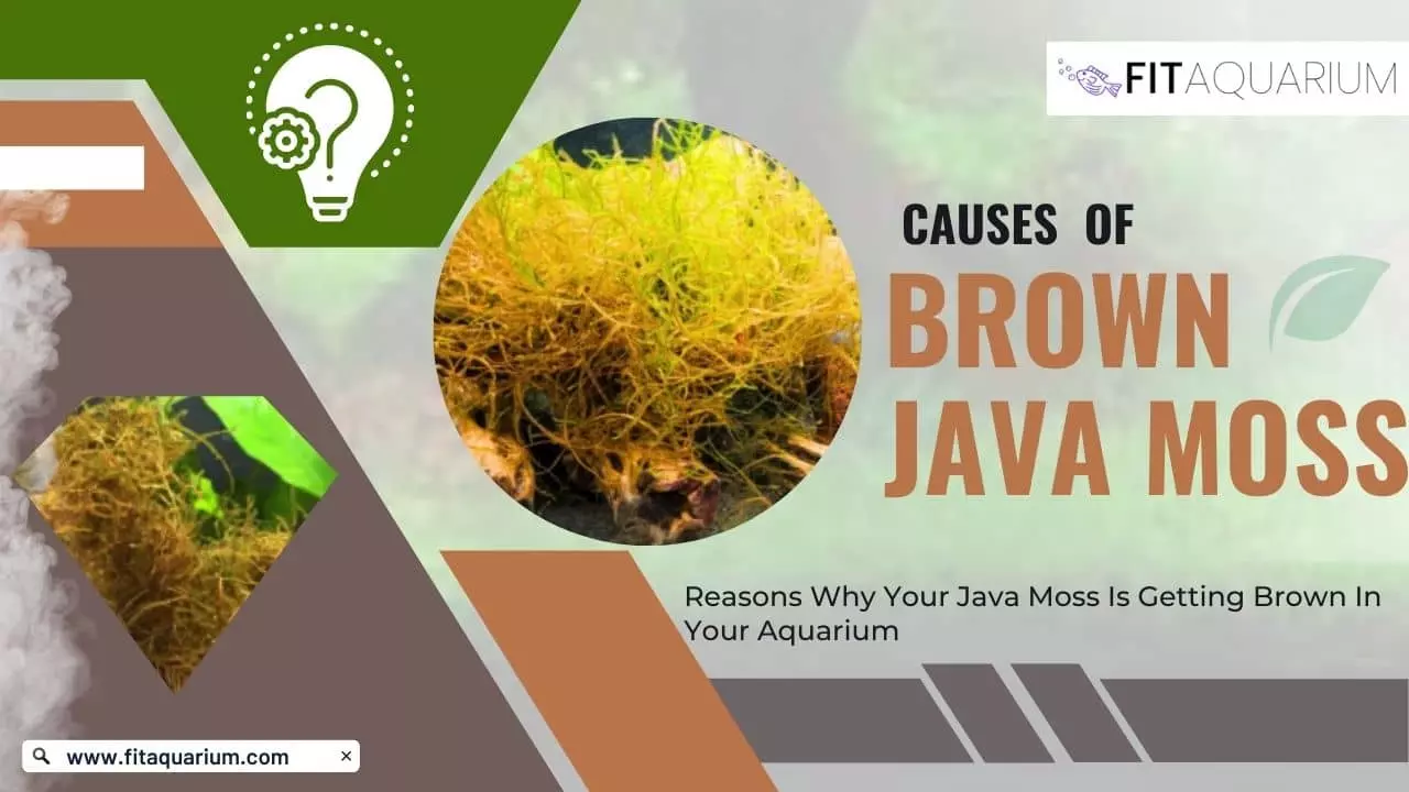 Causes of brown java moss