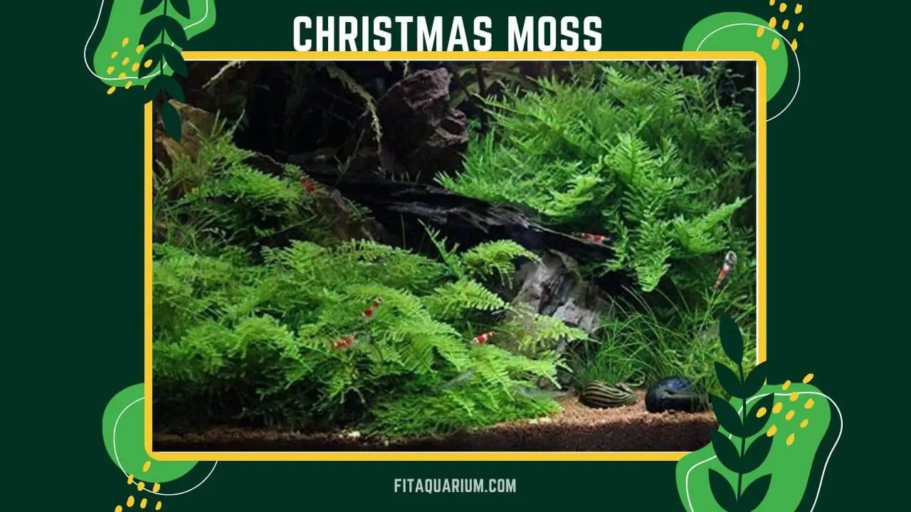 Christmas moss overview