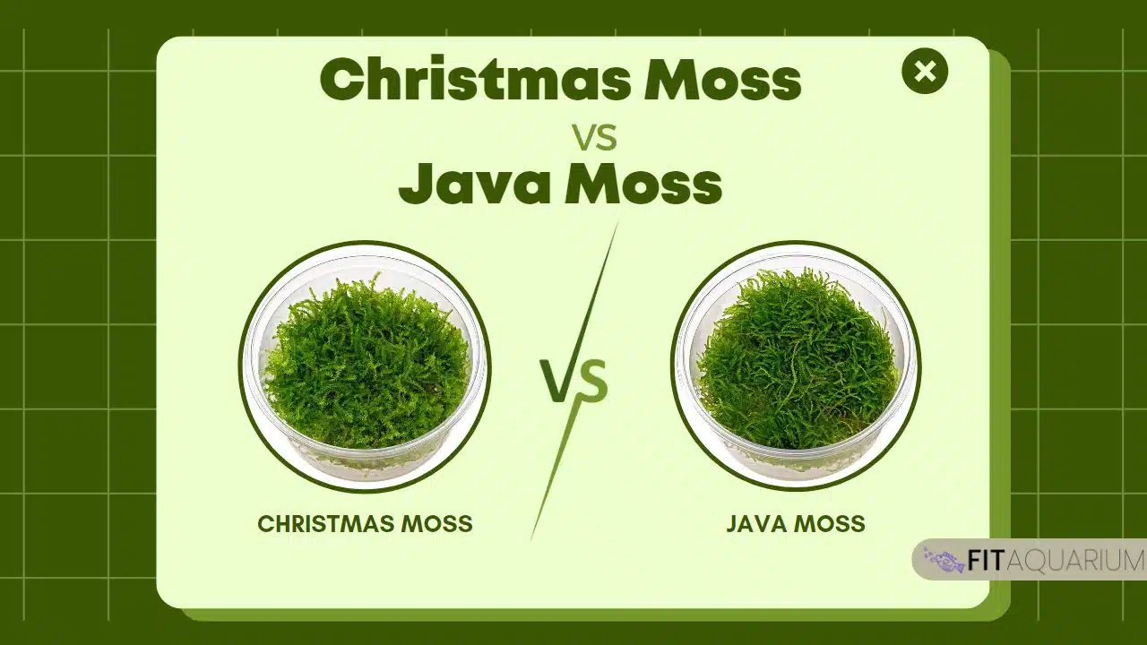 Christmas moss vs java moss