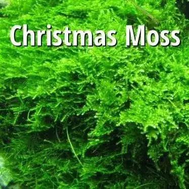 Christmas moss