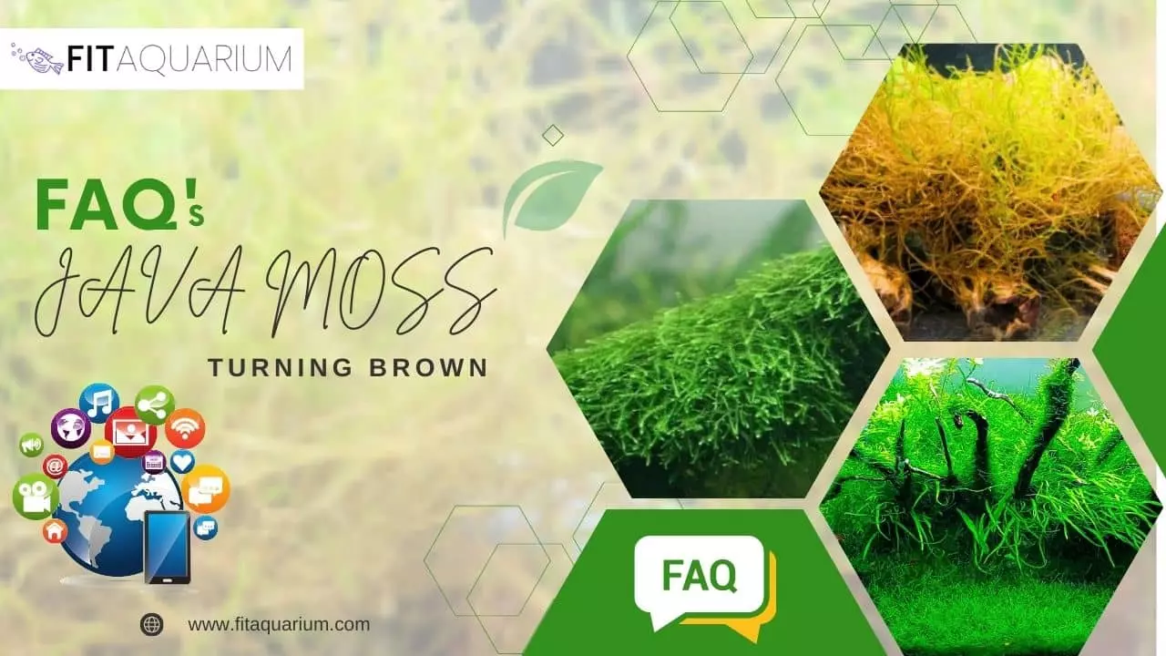 Faq's about java moss turning brown