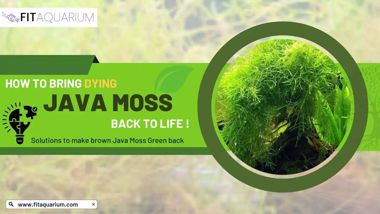 How to bring back dying java moss