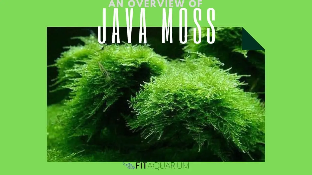 Java moss overview