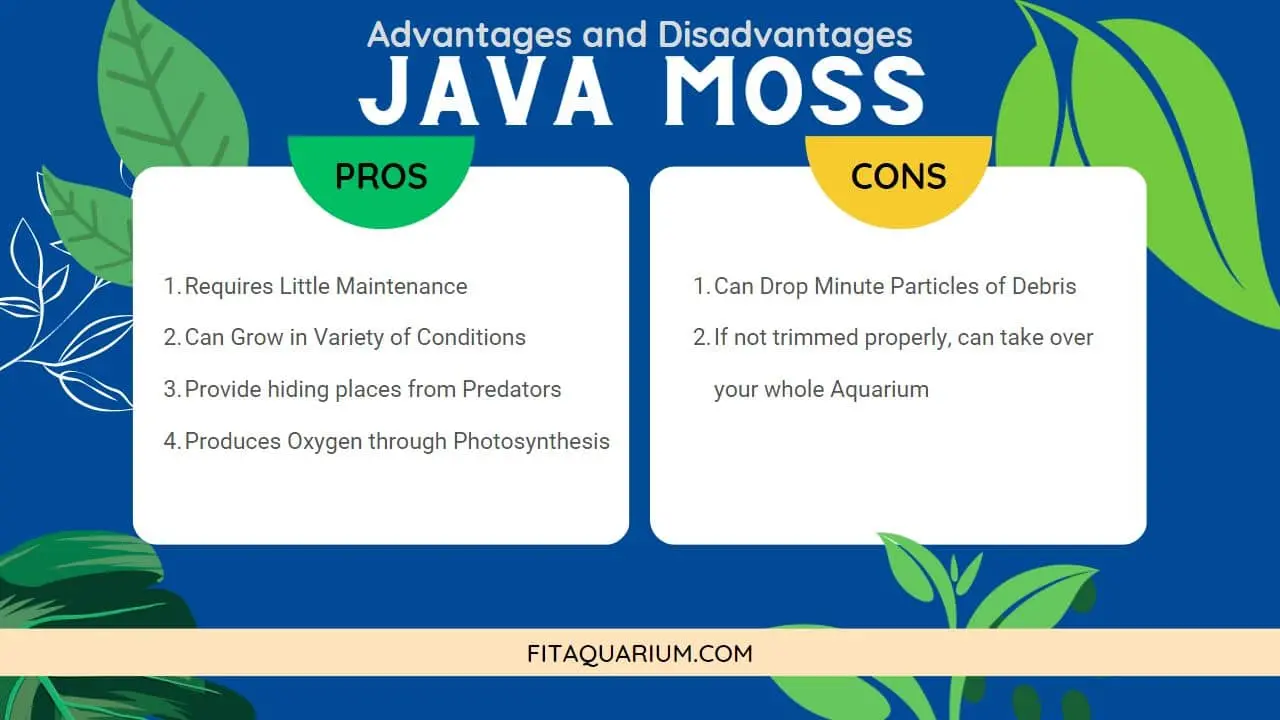 Java moss pros and cons