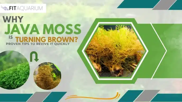 Java moss turning brown