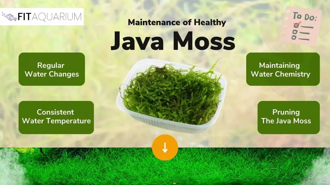 Preventive tips to avoid java moss turning brown