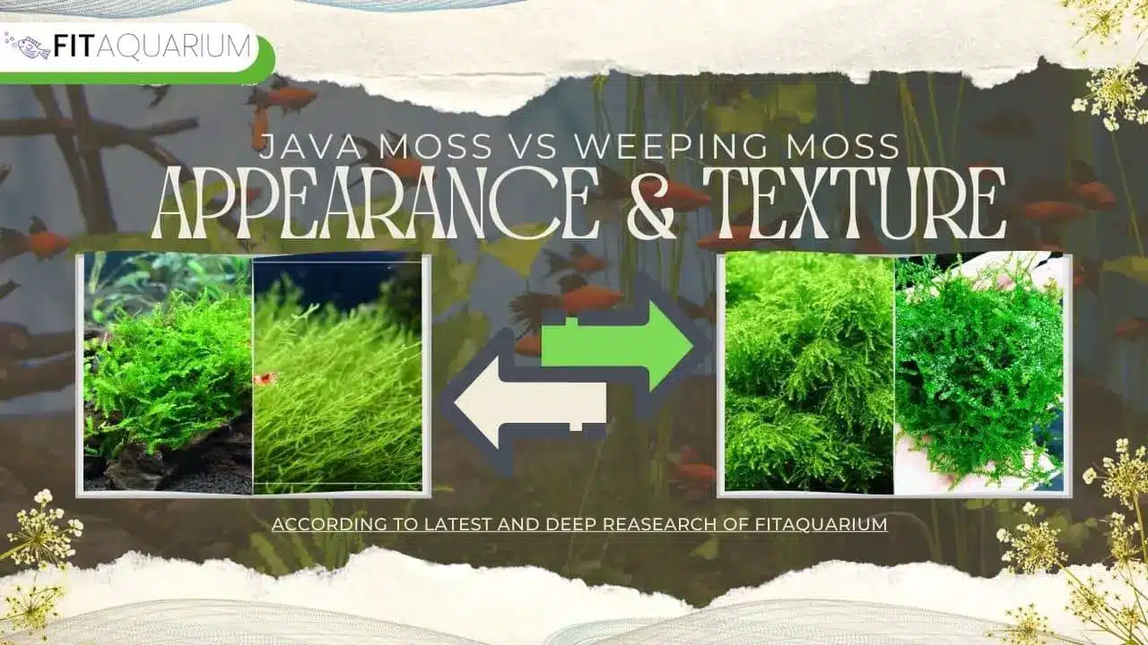 Appearance and texture for weeaping and java moss