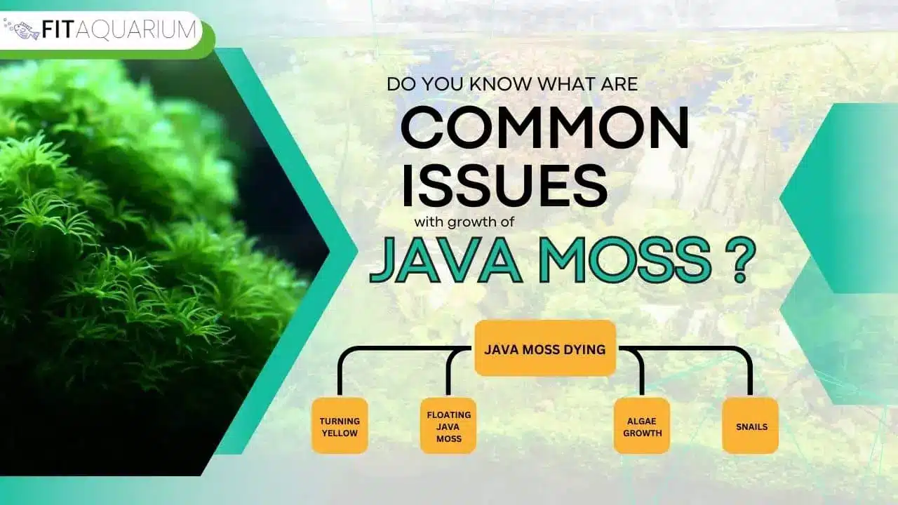 Common issues with java moss growth