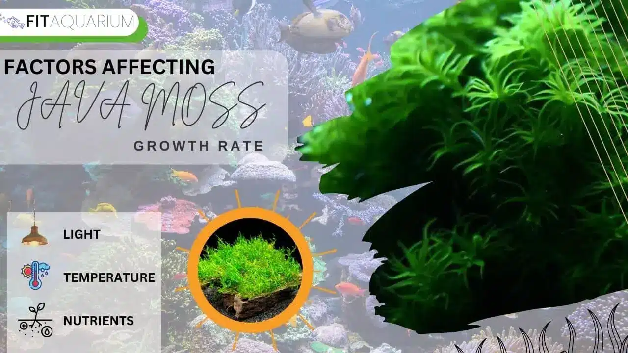 Factors affecting java moss growth