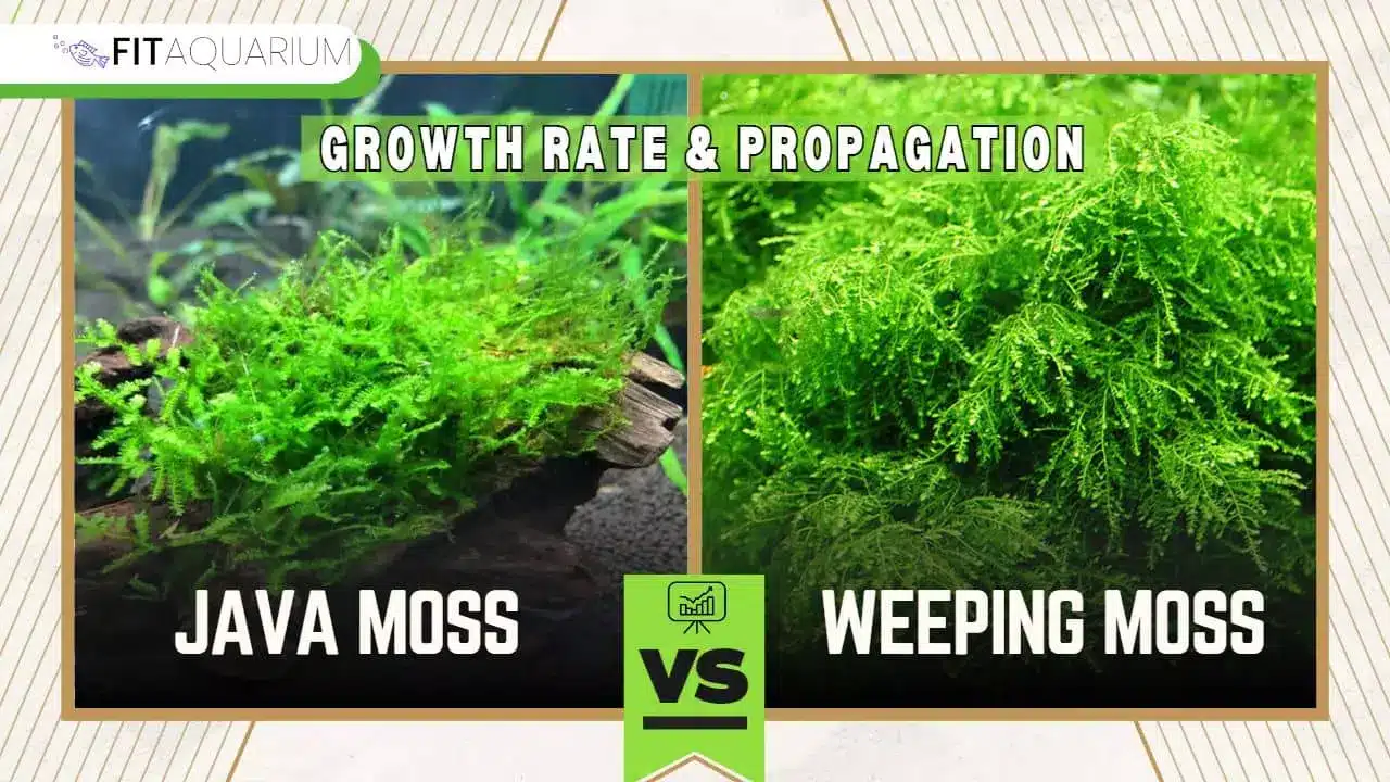 Growth rate and propagation for weeping moss vs java moss