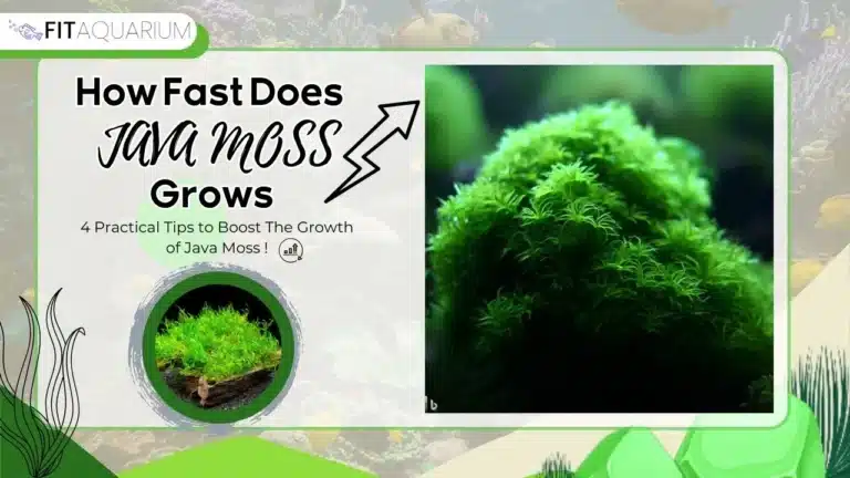 How fast does java moss grow?