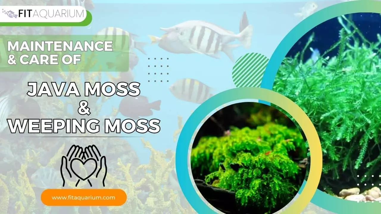 Maintenance and care of weeping moss and java moss