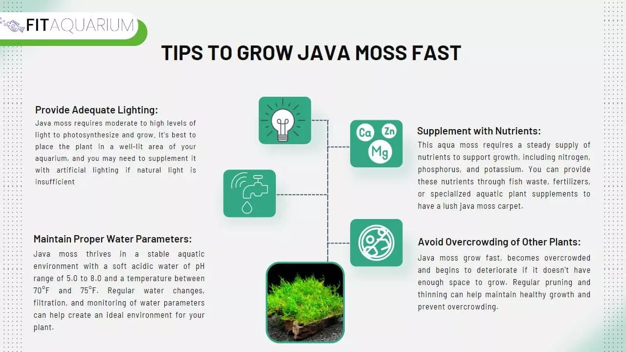 Tips to grow java moss fast