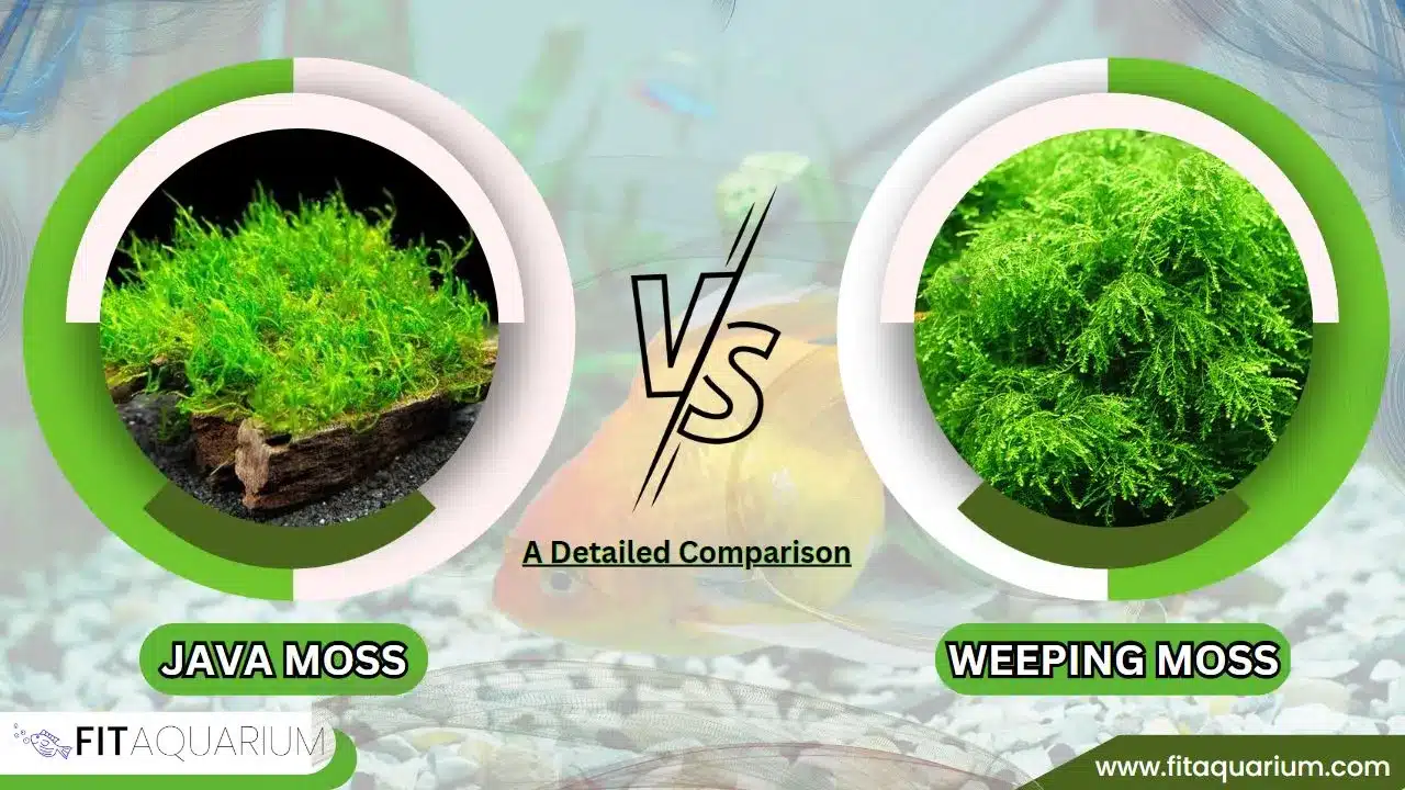 Weeping moss vs java moss