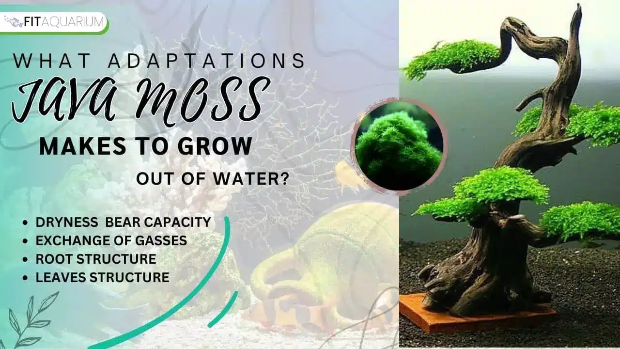 Adaptations of java moss to grow out of water