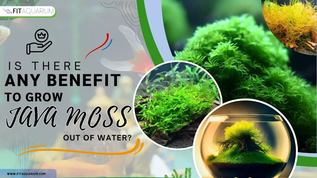 Benefit to grow java moss out of water