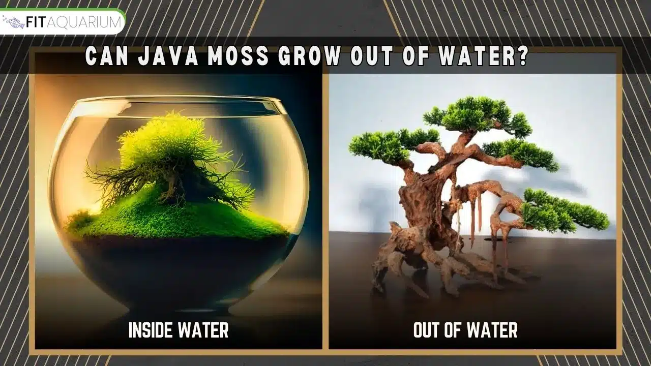 Can java moss grow out of water