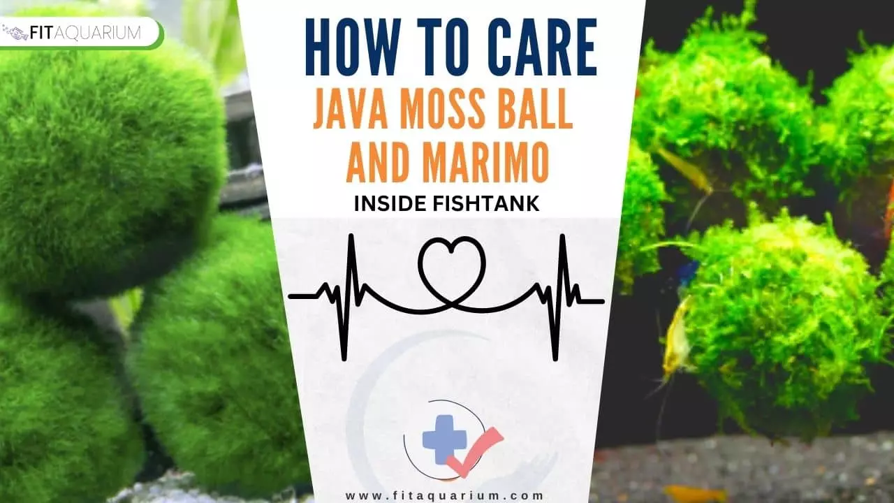 How to care for java moss ball vs marimo